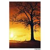HARMAN RED ISO 125 135-36 EXP
