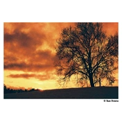 HARMAN RED ISO 125 135-36 EXP