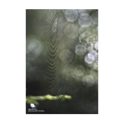 LENSBABY Composer Pro II with Edge 80 80mm f/2.8 (Canon RF)