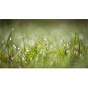 LENSBABY Optic Swap Intro Collection (Nikon Z)