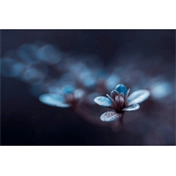 LENSBABY Optic Swap Intro Collection (Nikon Z)