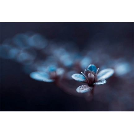 LENSBABY Optic Swap Intro Collection (Nikon Z)