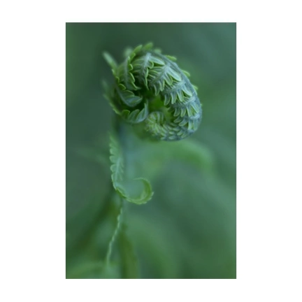 LENSBABY Optic Swap Macro Collection (Canon RF)
