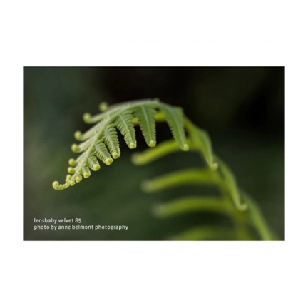 LENSBABY Velvet 85mm f/1.8 ezüst (Nikon Z)