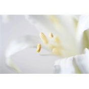NIKON Nikkor Z 105mm f/2.8 MC VR S Macro