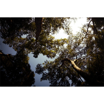 SAMYANG AF 12MM F/2.0 RF-S MILC Objektív