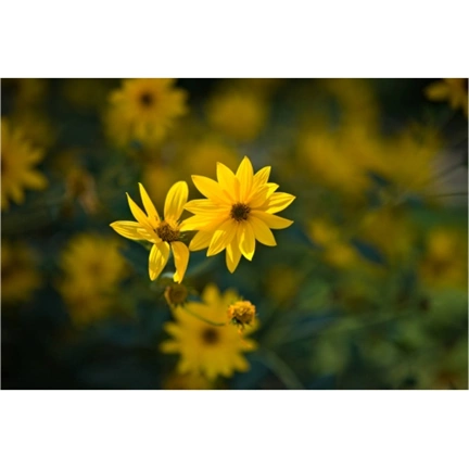 VILTROX PFU RBMH 85mm f/1.8 MF OBJEKTÍV (SONY-E)